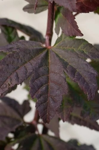 Burgundy Jewel Vine Maple (Acer circinatum) - 1 Gallon Pot
