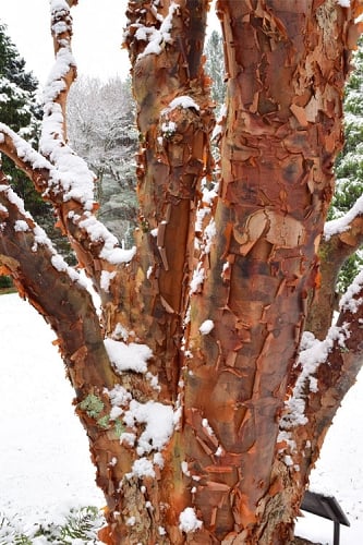 Paperbark Maple Tree (Acer griseum) - 3 Gallon Pot