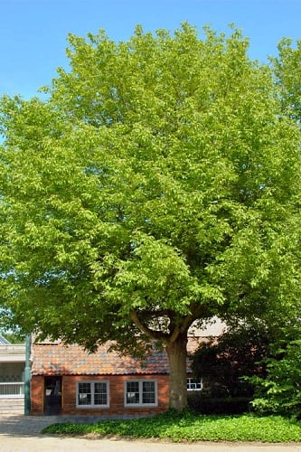 Box Elder Maple Tree (Acer negundo) - 3 Gallon Pot