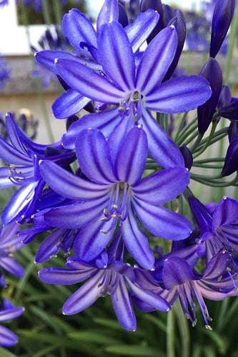 Northern Star Cold Hardy Agapanthus (Lily of the Nile) - 1 Gallon Pot