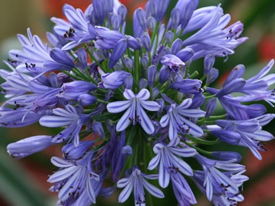 Agapanthus | Lily of the Nile