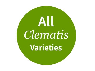 All Clematis Varieties