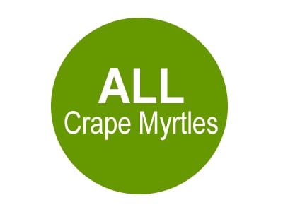 All Crape Myrtles
