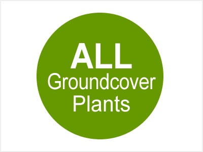 All Groundcover Plants