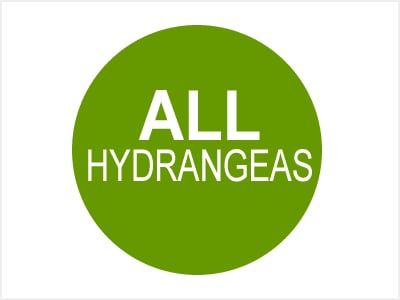 All Hydrangeas