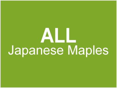 All Japanese Maples