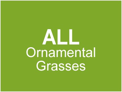 All Ornamental Grasses