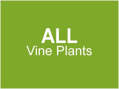 All Vine Plants