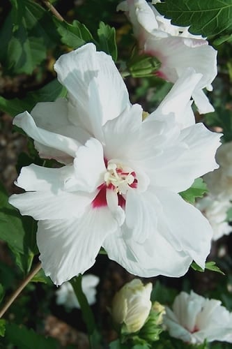 Morning Star Rose of Sharon (Althea) - Hibiscus syriacus - 3 Gallon Pot