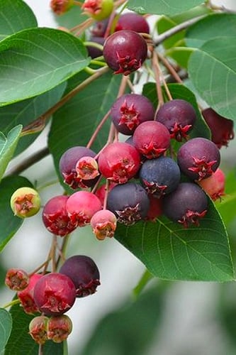 Downy Serviceberry Tree (Amelanchier arborea) - 1 Gallon Pot