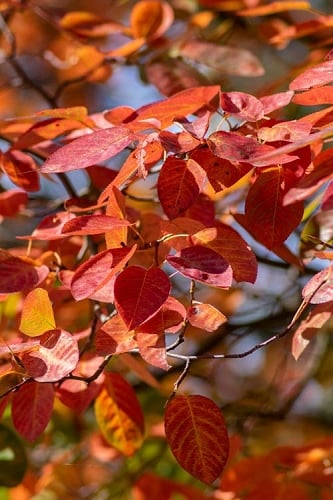 Autumn Brilliance Serviceberry Tree - 3 Gallon Pot 