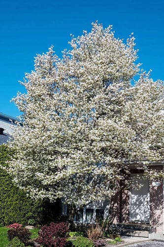 Allegheny Serviceberry Tree (Amelanchier laevis) - 1 Gallon Pot