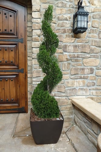 Emerald Green Arborvitae Spiral Topiary - 5 Gallon Pot (3-4')