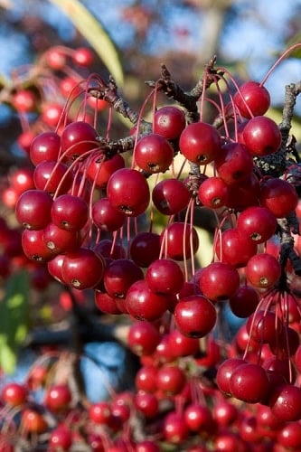 Red Chokeberry (Aronia arbutifolia) - 1 Gallon Pot