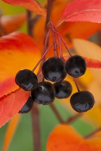 Black Chokeberry Bush (Aronia melanocarpa ) - 1 Gallon Pot 