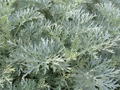  Artemisia | Wormwood