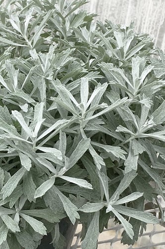 Garden Ghost Artemisia - 6 Pack of 1 Gallon Pots