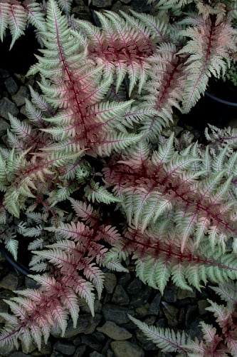 Regal Red Japanese Painted Fern - 1 Gallon Pot