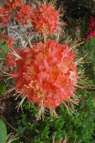Jake's Red Oconee Native Azalea (Rhododendron flammeum) - 3 Gallon Pot