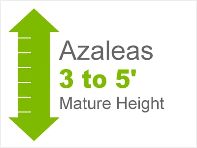 Azaleas 3-5' Mature Height