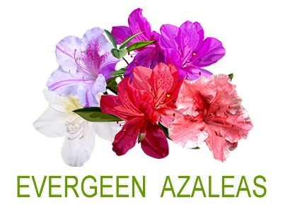 Evergreen Azaleas