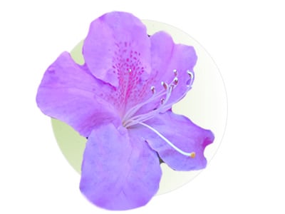 Lavender | Lilac Azaleas