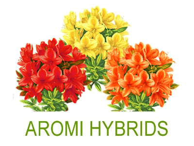 Aromi Azaleas | Rhododendrons