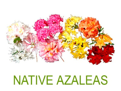 Native Azaleas