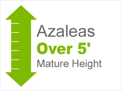 Azaleas Over 5' Mature Height