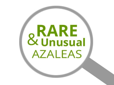 Rare | Unusual Azaleas