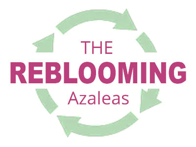 Reblooming Azaleas
