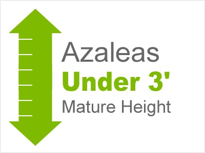 Azaleas Under 3' Mature Height