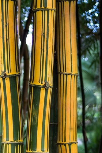 Alphonse Karr Golden Bamboo (Bambusa multiplex) - 2 Gallon Pot