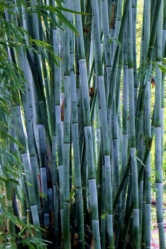 Baby Blue Bamboo - Bambusa chungii 'Barbelatta' - 2 Gallon Pot