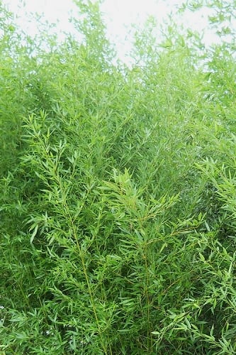 Bisset Bamboo (Phyllostachys bissetii) - 3 Gallon Pot (2-4')
