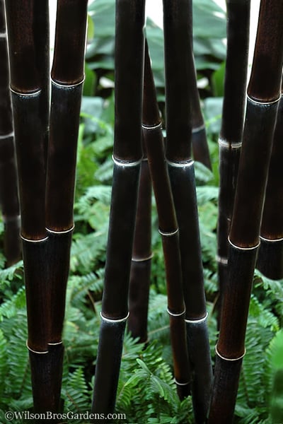 Black Bamboo - Phyllostachys nigra - 3 Gallon Pot (Single Cane: 2-4')