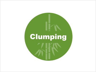 Clumping Bamboo | Non Spreading