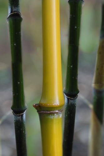 Elegant Bamboo - Phyllostachys elegans - 3 Gallon Pot 