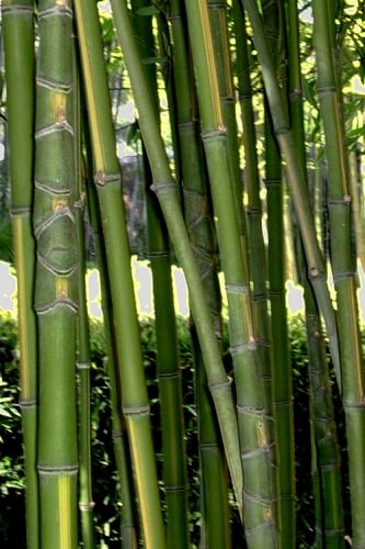 Flavescens Inversa Bamboo (Phyllostachys aurea) - 3 Gallon Pot (4-6')
