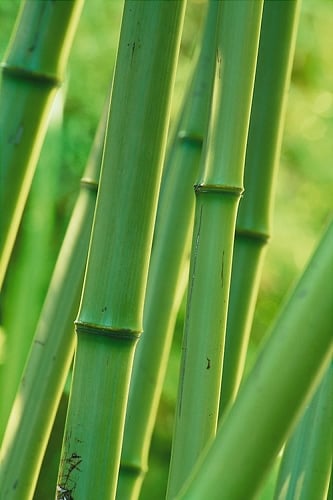 Madake Giant Japanese Timber Bamboo (Phyllostachys bambusoides) - 3 Gallon Pot (4-6'+)