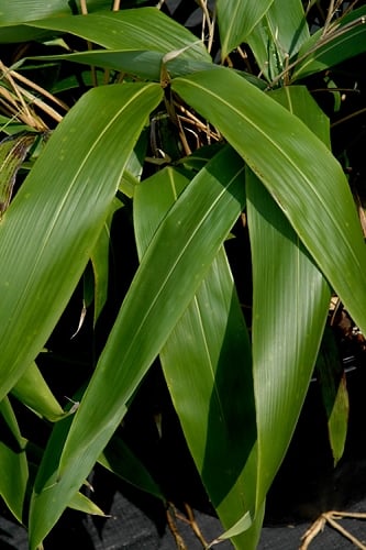 Giant Leaf Bamboo - Indocalamus tessellatus - 3 Gallon Pot