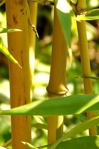 Golden Fishpole Bamboo - Phyllostachys aurea - 3 Gallon Pot (4-6')