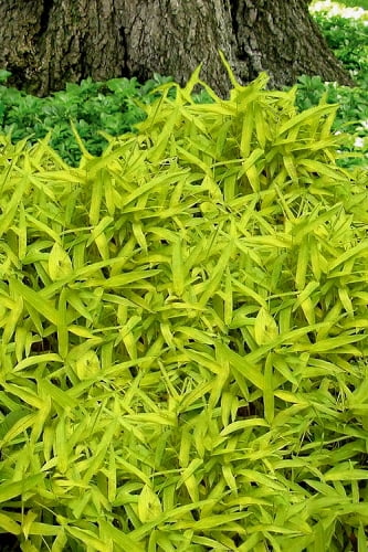Dwarf Golden Leaf Bamboo - Pleioblastus viridistriatus 'Chrysophyllus' - 1 Gallon Pot