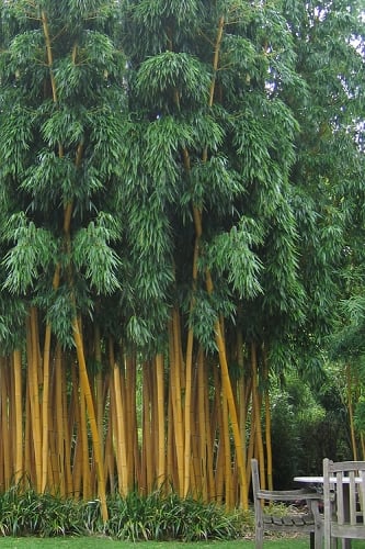 Gold Vivax Giant Timber Bamboo (Green Stripe Bamboo) - Phyllostachys vivax 'Aureocaulis' - 3 Gallon Pot (4-6')