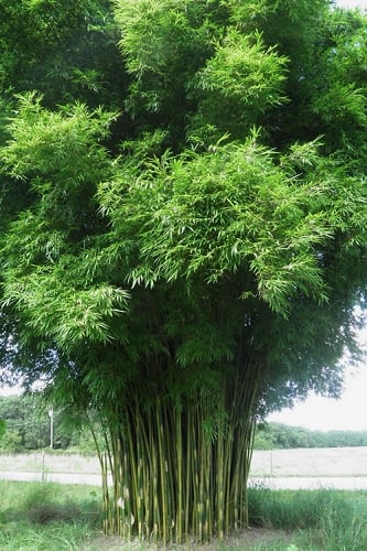 Graceful Bamboo (Slender Weavers) - Bambusa textilis 'Gracilis' - 2 Gallon Pot