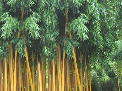 Bamboo Grasses