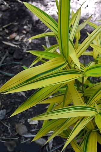 Dwarf Green Stripe Bamboo - Pleioblastus viridistriatus - 2 Gallon Pot