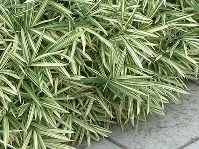 Bamboo Groundcover Plants