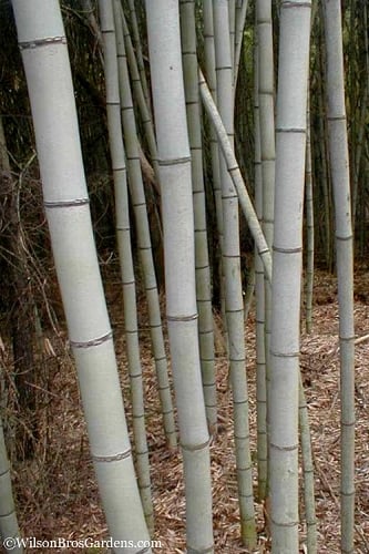 Henon Giant Gray Bamboo - Phyllostachys nigra 'Henon' - 3 Gallon Pot (3-4')