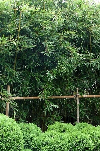Humilis Hedge Bamboo - Phyllostachys humilis - 2 Gallon Pot